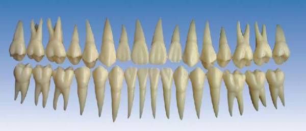 单色恒牙模型(放大2倍)